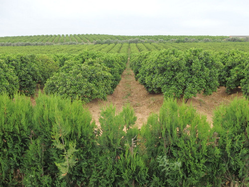 Km after km of Orange Orchards.